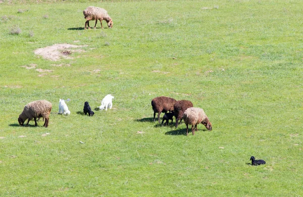 Natuur — Stockfoto