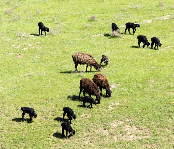 Doğa — Stok fotoğraf