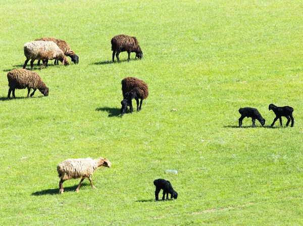 Doğa — Stok fotoğraf