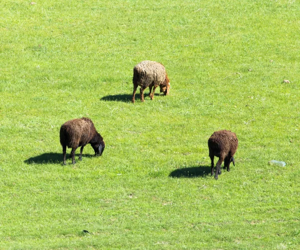 Nature — Stock Photo, Image