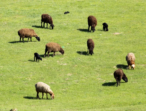 Naturaleza — Foto de Stock