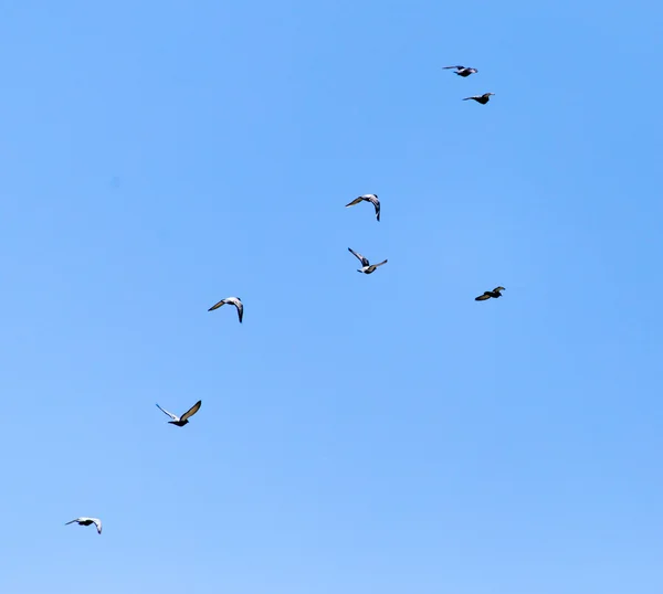 자연 — 스톡 사진