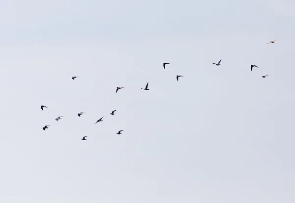 Naturaleza — Foto de Stock