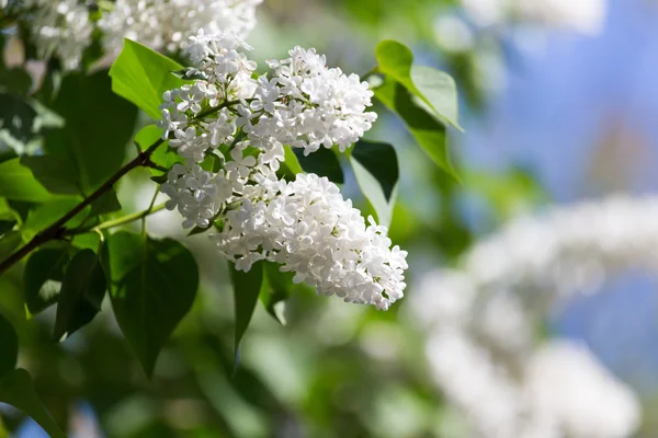 Nature — Stock Photo, Image