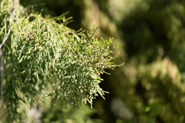 Naturaleza — Foto de Stock