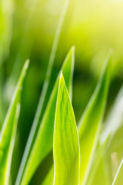 Natur — Stockfoto