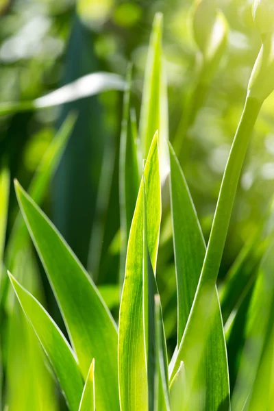 Naturaleza — Foto de Stock