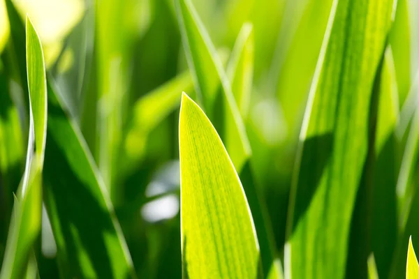 Nature — Stock Photo, Image