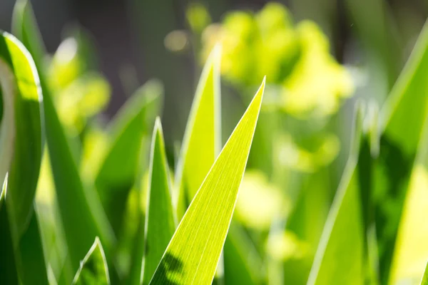 Natureza — Fotografia de Stock