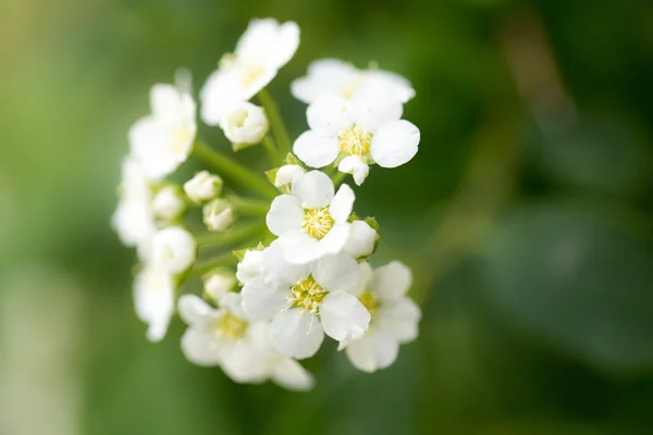 Natur — Stockfoto