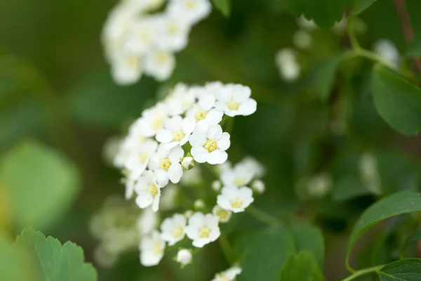 Nature — Stock Photo, Image