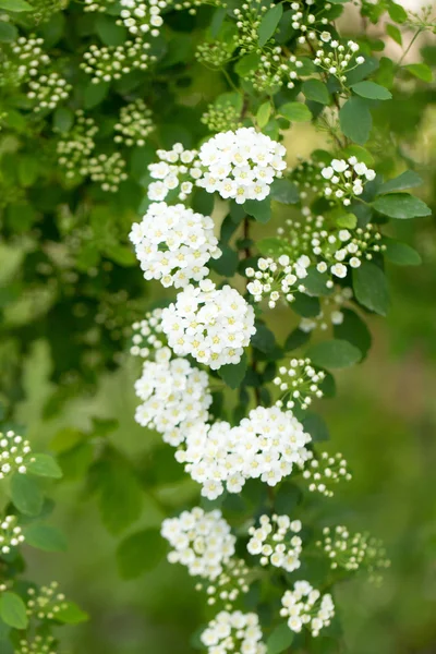 Natuur — Stockfoto