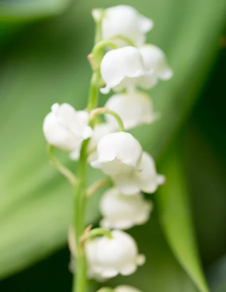 Naturaleza —  Fotos de Stock