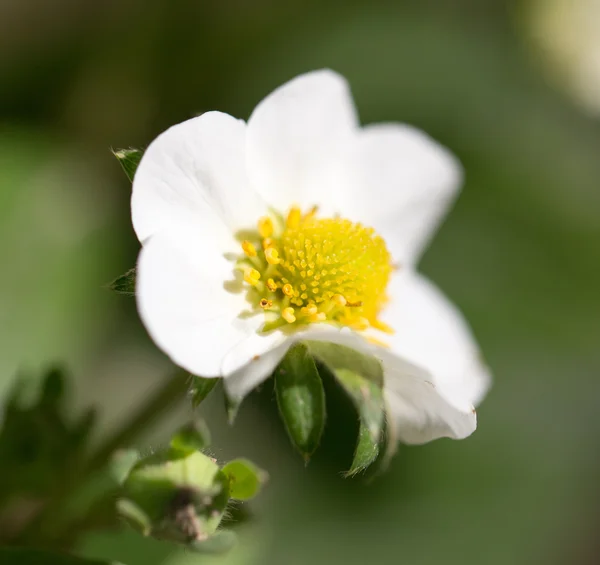 Natur – stockfoto