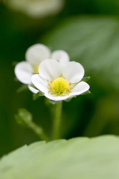 Příroda — Stock fotografie