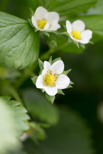 Natur – stockfoto