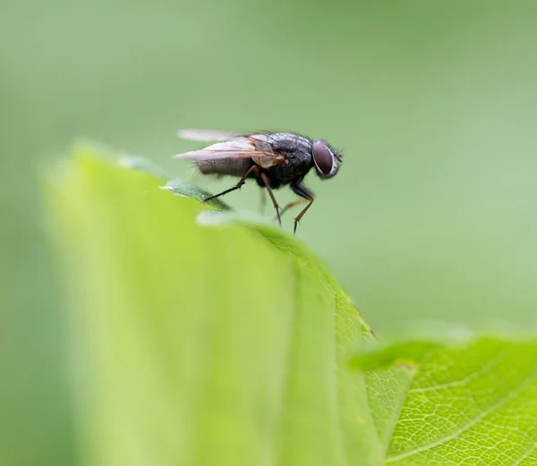 Natuur — Stockfoto