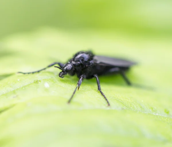 Natureza — Fotografia de Stock