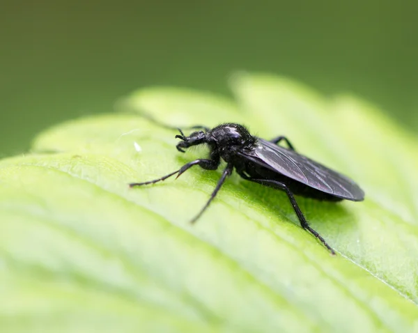 Natuur — Stockfoto