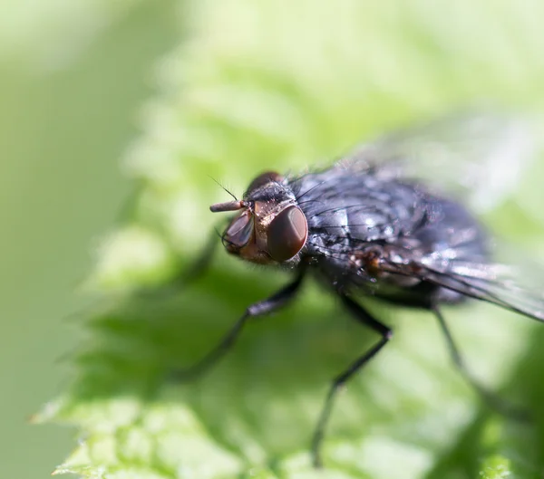 Natur — Stockfoto