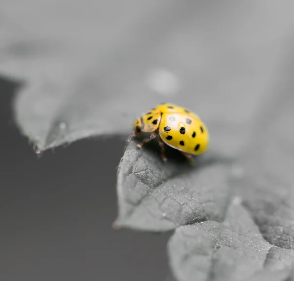 Nature — Stock Photo, Image