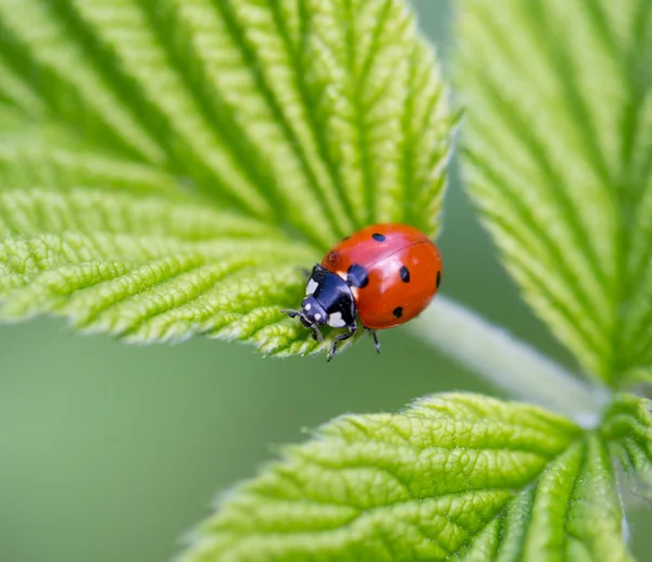 Natura — Foto Stock