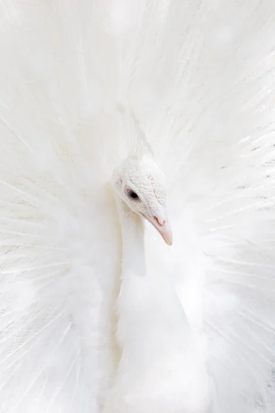 Naturaleza — Foto de Stock