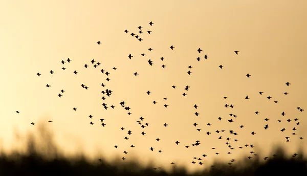 Natureza — Fotografia de Stock