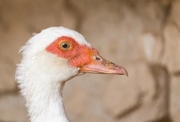 Natura — Foto Stock