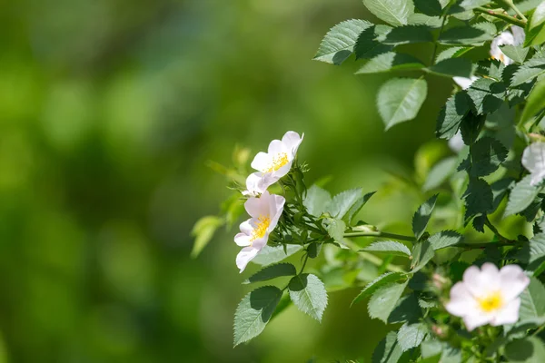 Background — Stock Photo, Image