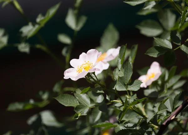 Bakgrund — Stockfoto