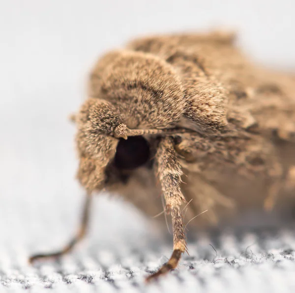 Borboleta mol. macro — Fotografia de Stock