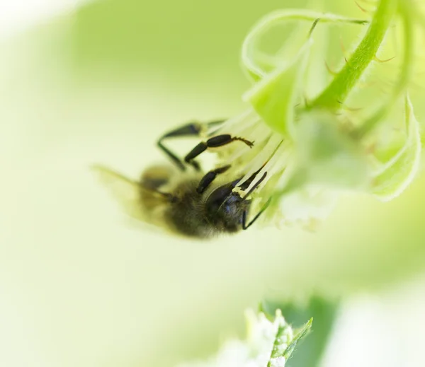 Hintergrund — Stockfoto