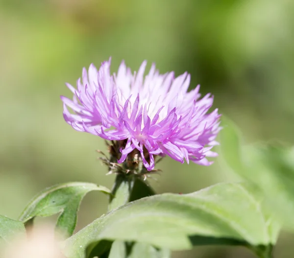 Achtergrond — Stockfoto