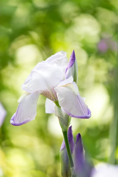 Bakgrund — Stockfoto