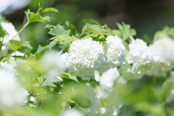 Achtergrond — Stockfoto