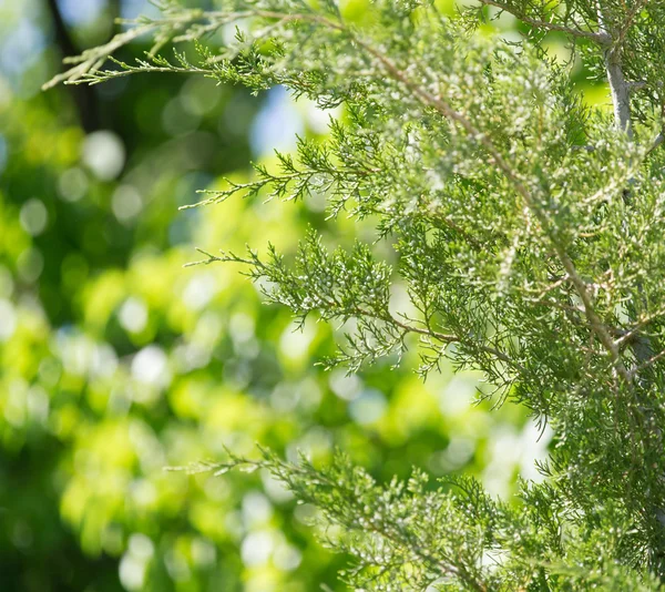 Hintergrund — Stockfoto