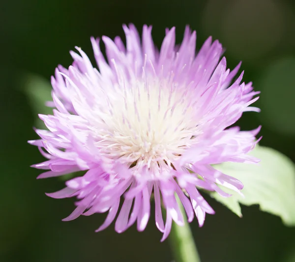 Achtergrond — Stockfoto