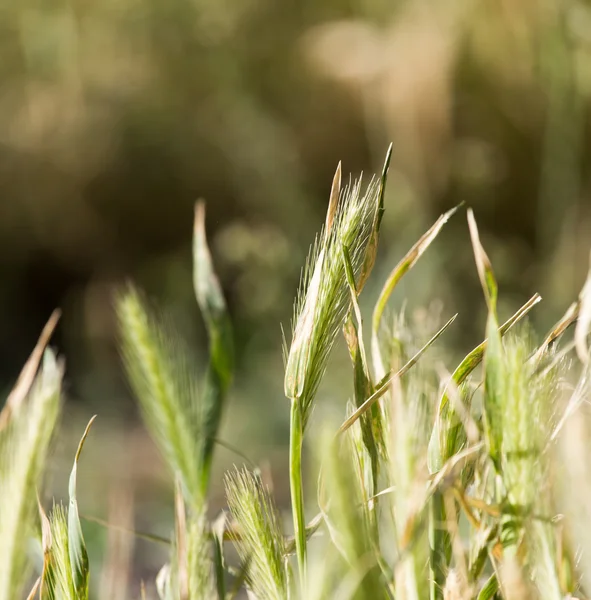 Natura — Foto Stock