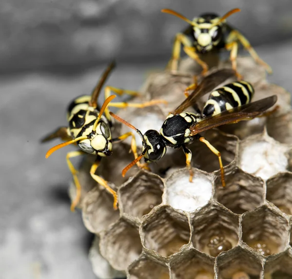 ธรรมชาติ — ภาพถ่ายสต็อก