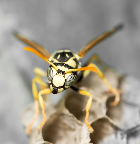 Natuur — Stockfoto