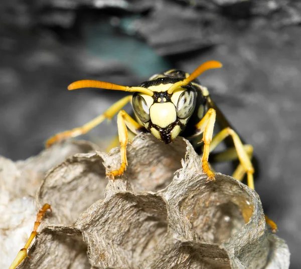 Naturaleza — Foto de Stock