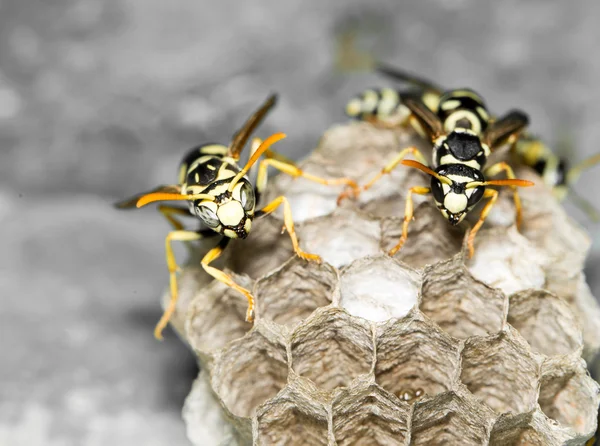 Nature — Stock Photo, Image