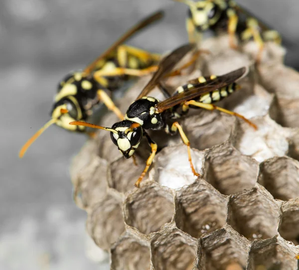 Natur — Stockfoto