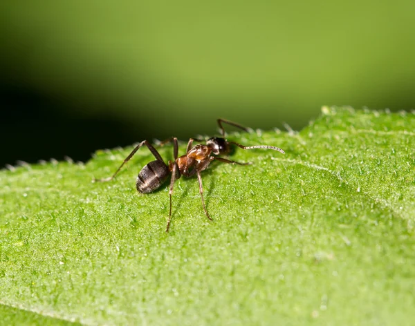 Naturaleza — Foto de Stock