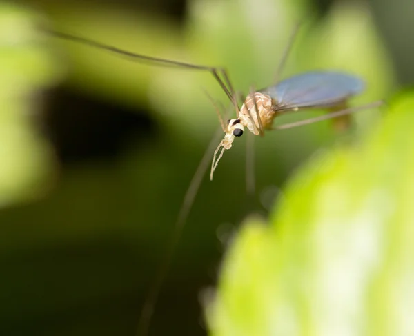 Naturaleza — Foto de Stock