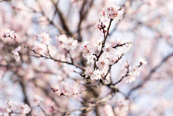 Nature — Stock Photo, Image