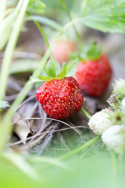 Natuur — Stockfoto