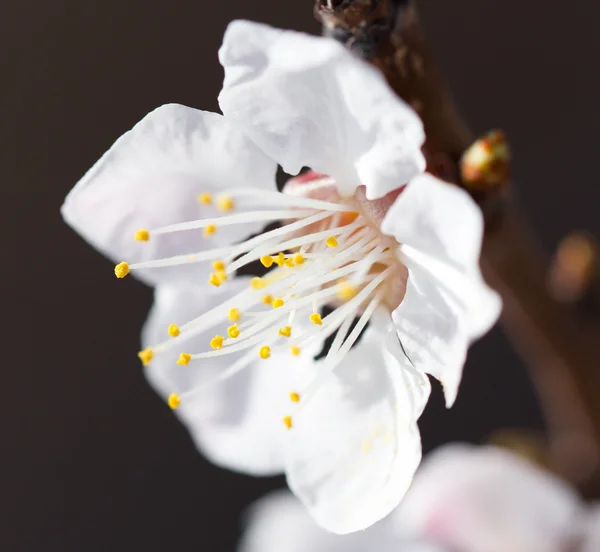 Naturaleza — Foto de Stock