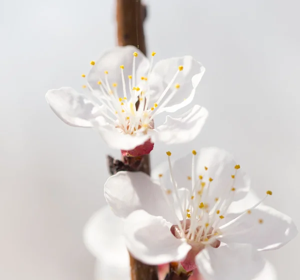 Naturaleza — Foto de Stock